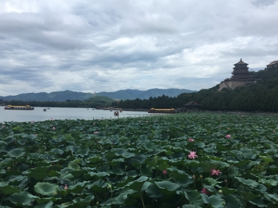 Lily Pads at The Summer Palace